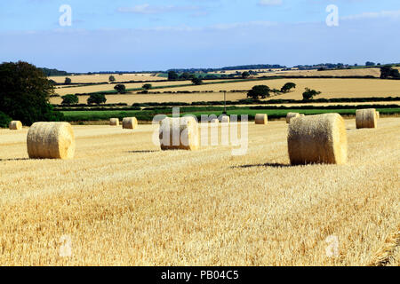 Norfolk agricultural landscape, round straw bales, post harvest, Stock Photo