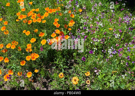 Close-up of flowering plants in an English garden - John Gollop Stock Photo