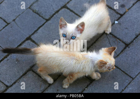 Blue eyed street kittens in Abruzzo, Italy. Stock Photo