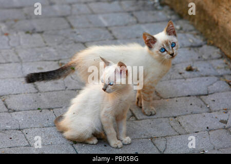 Blue eyed street kittens in Abruzzo, Italy. Stock Photo