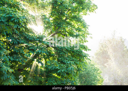 Sunlight shining through tree branches after distant wildfire; Utah County, Utah USA Stock Photo