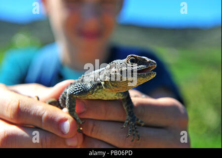 Grey lizard in hands of young zoologist on summer Stock Photo