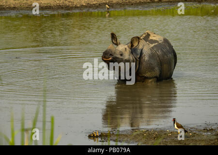 Beautiful Indian One Horned Rhinoceros. Curious happy young rhinos. Wildlife of India. Close up photo. Amazing portrait of rhinos. Stock Photo