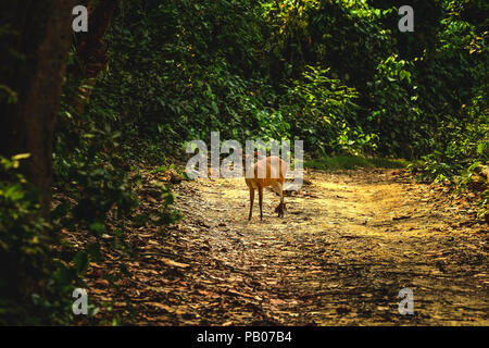 Barking deer, Jim Corbett National Park Stock Photo