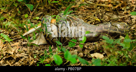 Dinner is served: Massive Indian rock python caught on camera swallowing a barking whole in Panna National Park, India Stock Photo