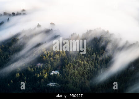 Fog over the forest, Mount Tamalpais, Marin County, California, USA Stock Photo