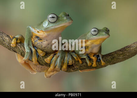 Two flying tree frogs on a branch, Jakarta, Indonesia Stock Photo