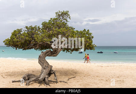 Famous Divi Divi tree on Eagle Beach, Aruba, Caribbean Stock Photo