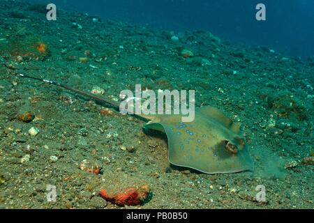 Blue-spotted maskray, Orientalischer Maskenrochen (Neotrygon orientalis ...