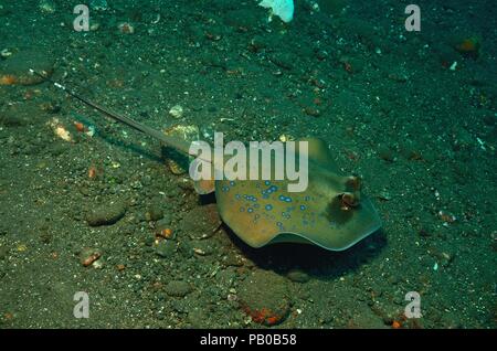 Blue-spotted maskray, Orientalischer Maskenrochen (Neotrygon orientalis) Stock Photo