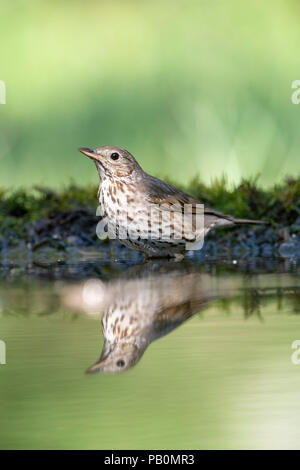 Song thrush (Turdus philomelos) standing at a waterhole with water reflection, Kiskunság National Park, Hungary Stock Photo