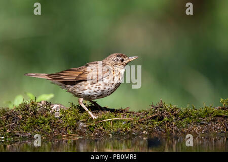 Song thrush (Turdus philomelos) standing at a watering hole, Kiskunság National Park, Hungary Stock Photo