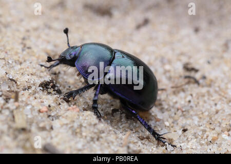 Spring dor beetle (Trypocopris vernalis) closeup Stock Photo