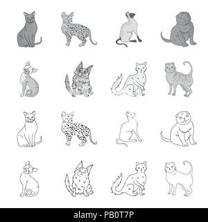 Turkish Angora, British longhair and other species. Cat breeds set collection icons in outline,monochrome style vector symbol stock illustration . Stock Vector