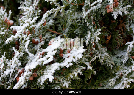 Frosty thuja branches covered with snow at finnish winter Stock Photo