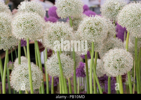 Allium ‘White giant’ flowers on a flower show display. UK Stock Photo