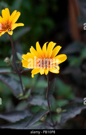 Heliopsis helianthoides scabra ‘Burning hearts' .  North American ox-eye daisy. False sunflower ‘Burning hearts’ flower Stock Photo