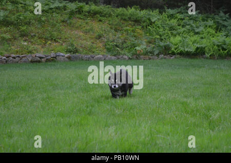 Running sweet black and white alusky puppy dog. Stock Photo