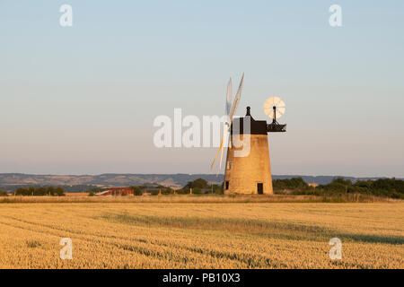 Ripe wheat field in front of Milton Common Windmill at sunset near the village of Great Haseley, South Oxfordshire, England Stock Photo