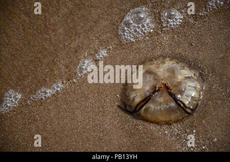 Compass jellyfish (Chrysaora hysoscella) washed up on sandy shore, Lincolnshire, UK