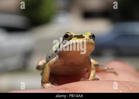 Found this guy swimming in pool, he was trying to stay cool in this summer heat. Luckily he found the water. Stock Photo