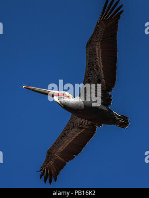 Pelicano, Pelicanos volando en el cielo azul sobre el Colorado, Sonora Mexico. 28 dic 2007. (Foto: Luis Gutierrez /NortePhoto.com)  zona costera, cost Stock Photo