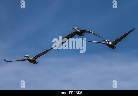 Pelicano, Pelicanos volando en el cielo azul sobre el Colorado, Sonora Mexico. 28 dic 2007. (Foto: Luis Gutierrez /NortePhoto.com)  zona costera, cost Stock Photo