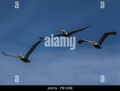 Pelicano, Pelicanos volando en el cielo azul sobre el Colorado, Sonora Mexico. 28 dic 2007. (Foto: Luis Gutierrez /NortePhoto.com)  zona costera, cost Stock Photo