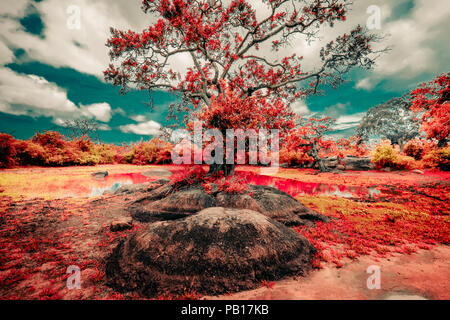 Surreal colors and fantasy landscape of Yala National Park. Red terra and exotic trees under colorful cloudy sky. nature and fair Stock Photo - Alamy