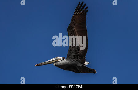 Pelicano, Pelicanos volando en el cielo azul sobre el Colorado, Sonora Mexico. 28 dic 2007. (Foto: Luis Gutierrez /NortePhoto.com)  zona costera, costa, golfo de california, Mar de Cortez, especies, ave, bird, migration, pelican Stock Photo