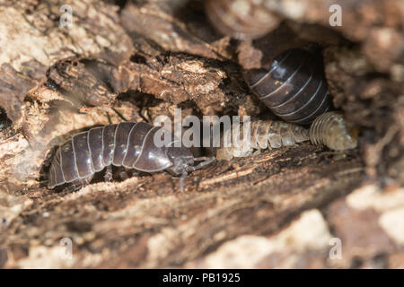 Woodlice, adults and young, in a crevice in a rotting log Stock Photo