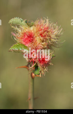 Robin's pincushion gall, the rose bedeguar gall (Diplolepis rosae), an abnormal growth on a wild rose Stock Photo