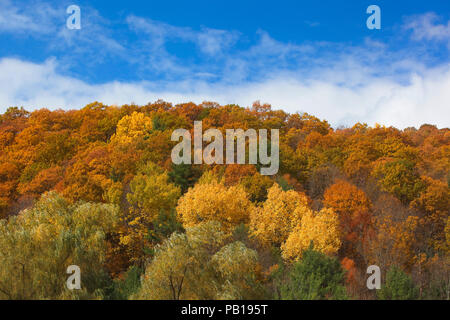 Multi colored trees against a stunning blue sky on and October afternoon in Vermont Stock Photo