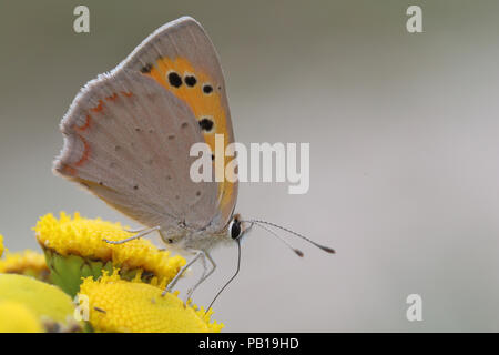 Small copper (Lycaena phlaeas) Stock Photo