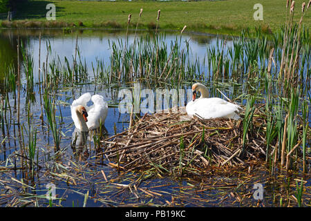 Mute Swans at nest Stock Photo