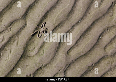 Ripple patterns and Sandworm cast in the wet sand on the beach at Fanø, Denmark Stock Photo