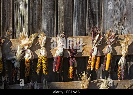 Indian corn hanging on a Vermont barn in October against weathered barn siding Stock Photo