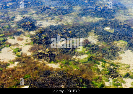 Seaweed, Macroalgae in Swanage, Dorset, United Kingdom Stock Photo