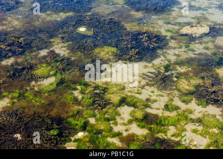 Seaweed, Macroalgae in Swanage, Dorset, United Kingdom Stock Photo