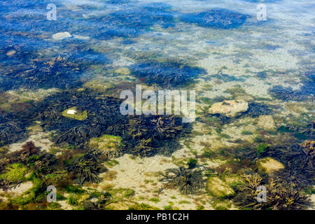 Seaweed, Macroalgae in Swanage, Dorset, United Kingdom Stock Photo