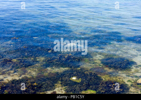 Seaweed, Macroalgae in Swanage, Dorset, United Kingdom Stock Photo