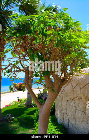 Well-groomed bush of a beautifully cropped evergreen bush box-tree on a background of bright green short grass and a blurred background Stock Photo