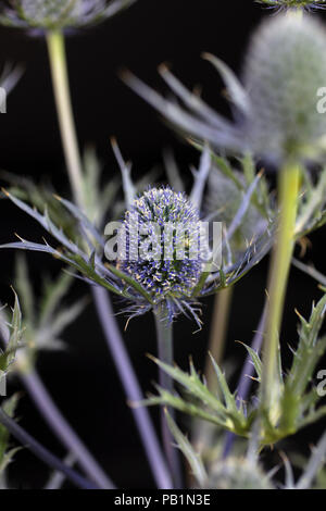 Blue thistle flower centered on a black background Stock Photo