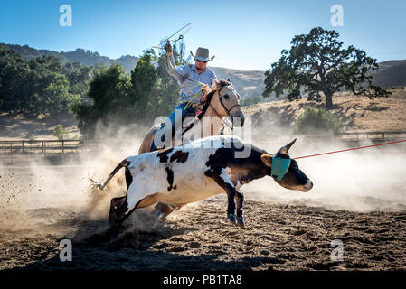 Cowboy roping young steer on horseback, sun shining through dust, oak tree in background. Lasso in air with one rope around calf Stock Photo