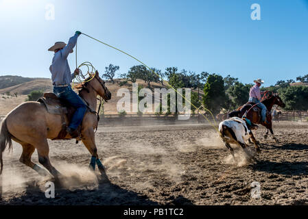 Cowboys on horseback roping cattle in a rodeo, action shot with rope. Stock Photo