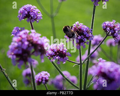 Buff-tailed bumblebee (Bombus terrestris) on the Verbena bonariensis flower Stock Photo