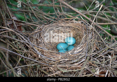 Robins Nest Stock Photo