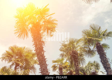 Low angle shot of palm trees Stock Photo