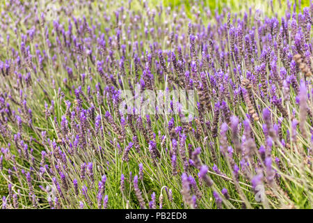 Lavender (Lavandula) field in the spring. Lavender flowers with its silvery-green foliage and upright flower spikes in the Park Güell, Barcelona, Spai Stock Photo