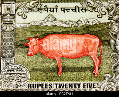 50 Nepalese rupee bank note. Nepalese rupee is the national currency of Nepal Stock Photo